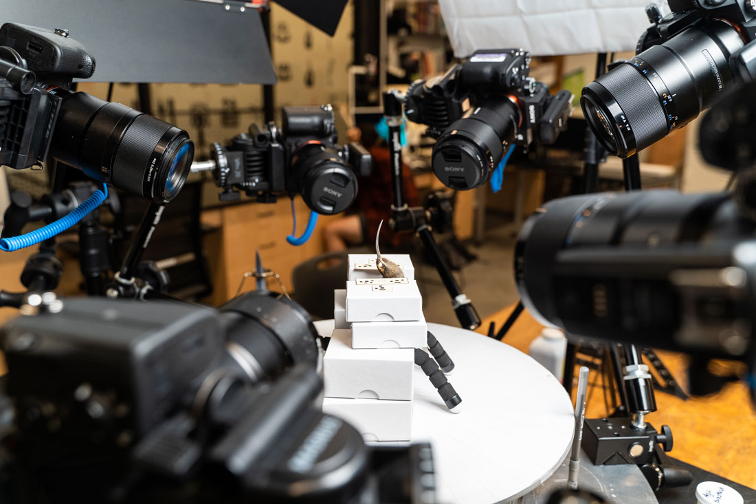 6 dslr cameras on tripods surround a tiny humming bird specimen propped up on small specimen boxes
